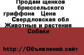 Продам щенков брюссельского гриффона › Цена ­ 13 000 - Свердловская обл. Животные и растения » Собаки   